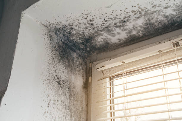Affordable Attic Mold Removal solutions in Mount Holly Springs, PA